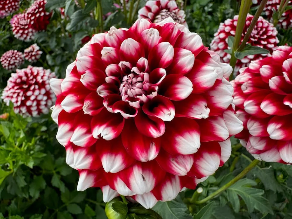 Dahlia 'Checkers'