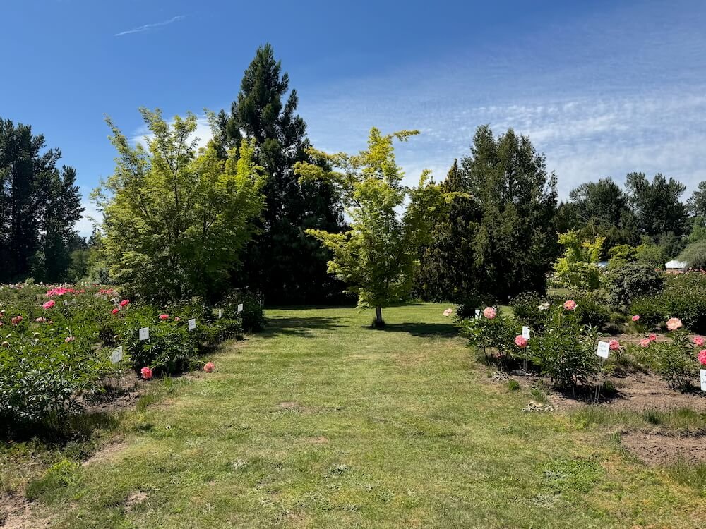 BROOKS GARDENS PEONIES