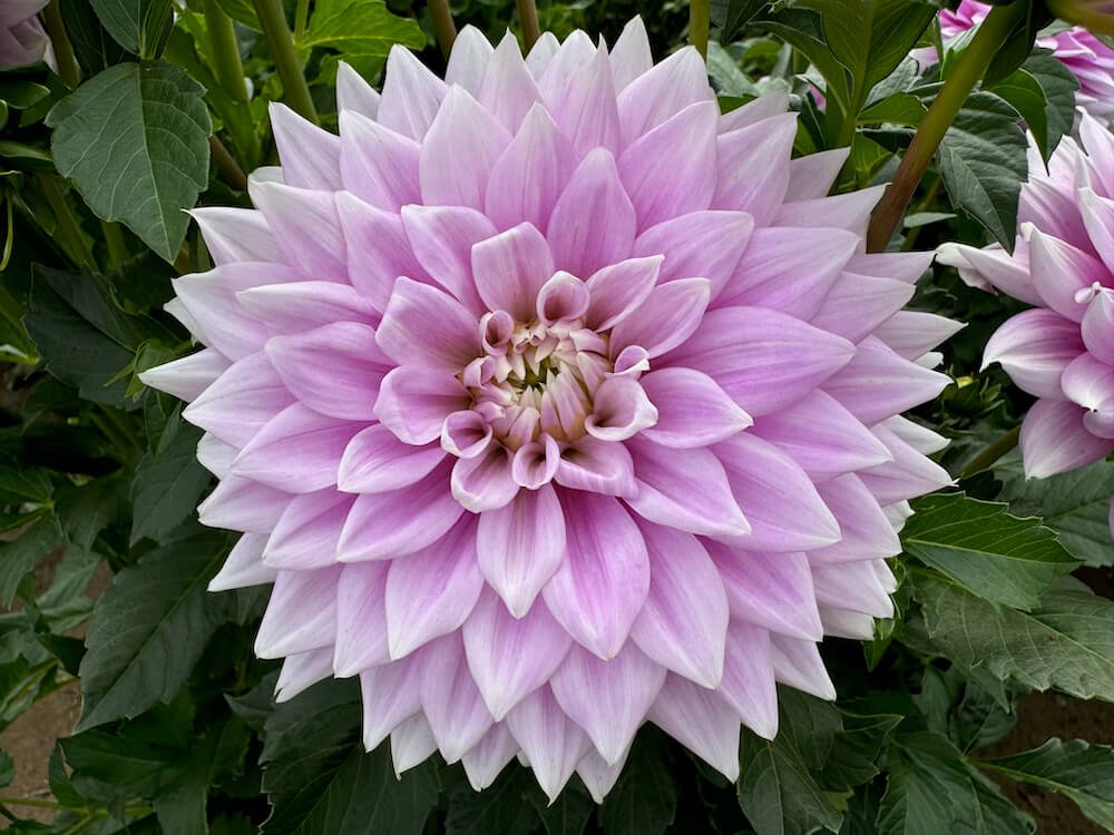 Dahlia 'Ferncliff Inspiration'