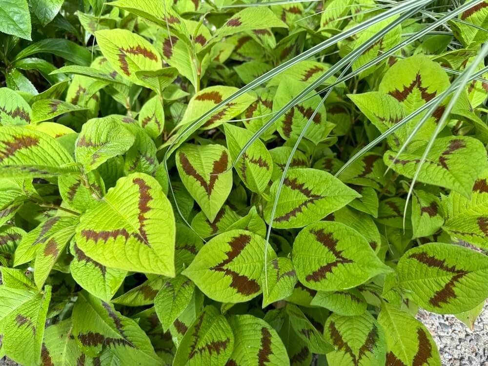KNOTWEED (Persicaria)
