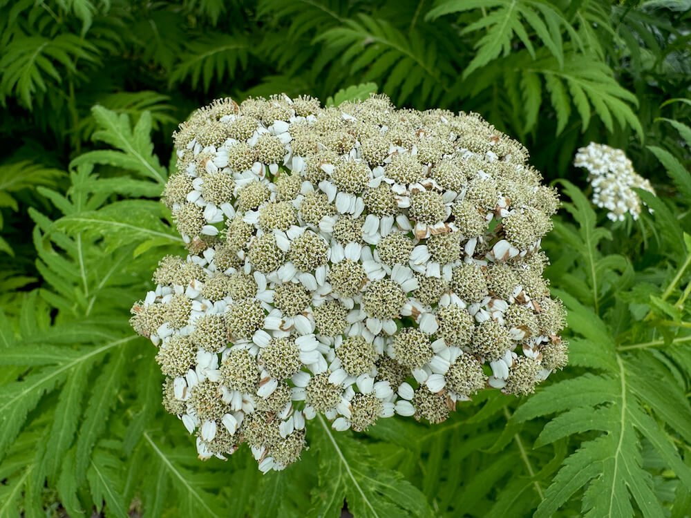 Tanacetum macrophyllum