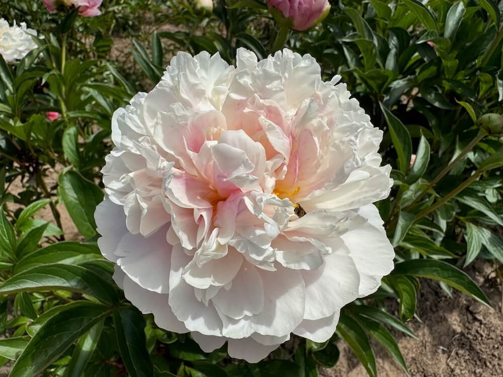 Paeonia lactiflora 'Serene Pastel'