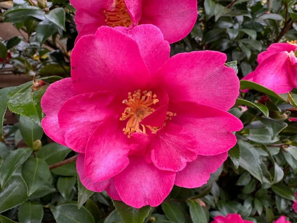 Camellia sasanqua 'Sekiyo'