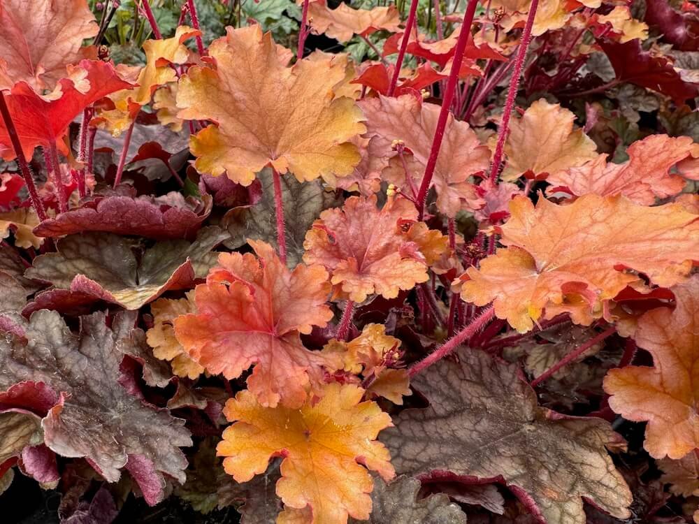 Heuchera 'Peach Flambe'