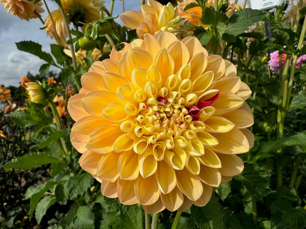 Dahlia 'Honey Dew'