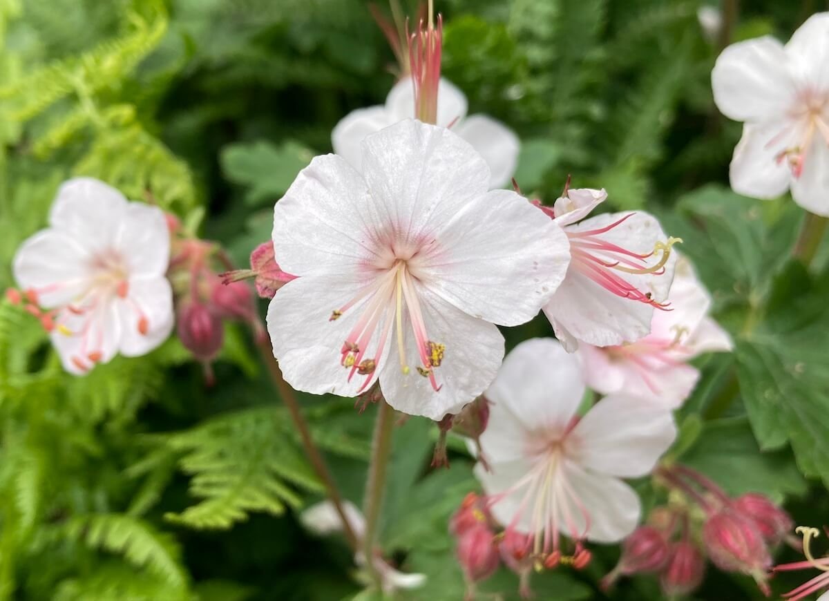 Geranium x cantabrigiense ‘Biokovo’