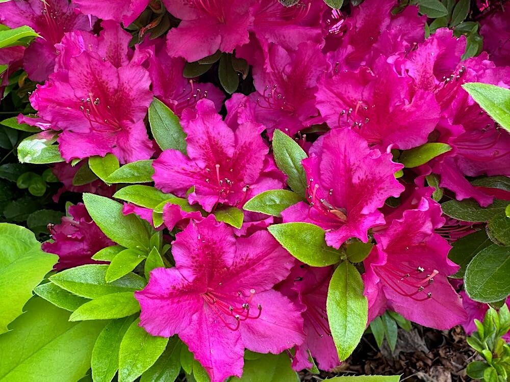 RHODODENDRON