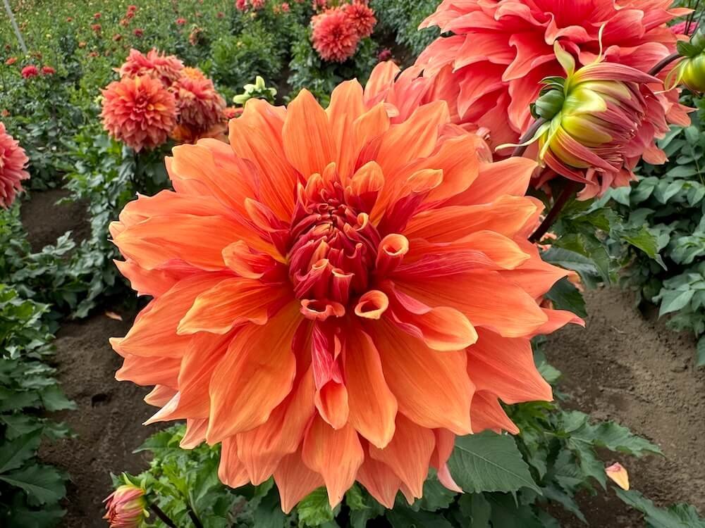 Dahlia 'Mango Madness'