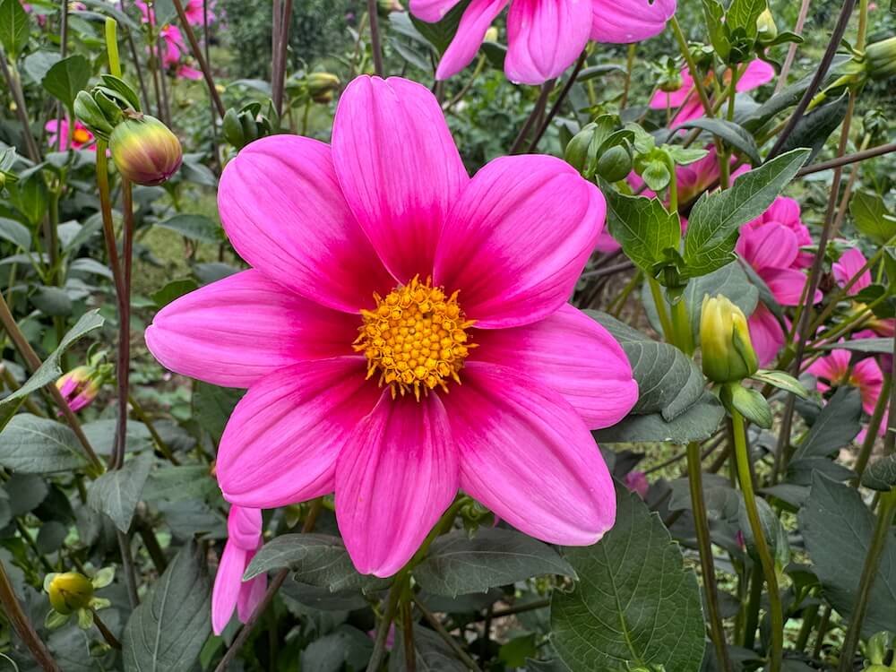 Dahlia 'Sharon Louise'