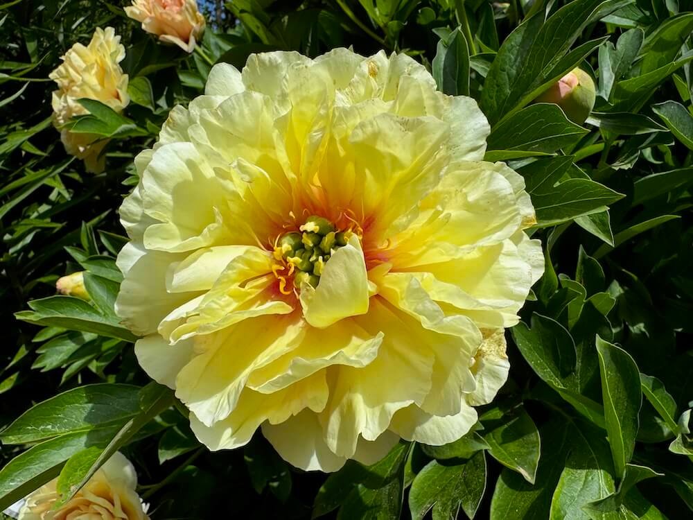 Paeonia x intersectional 'Canary Brilliants'
