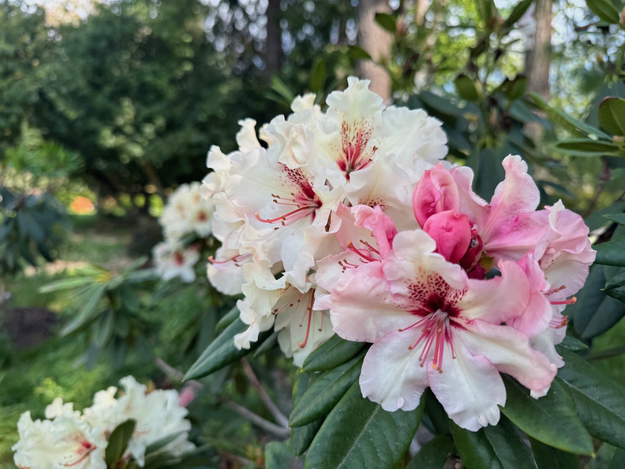 South Puget Sound Gardens Tour