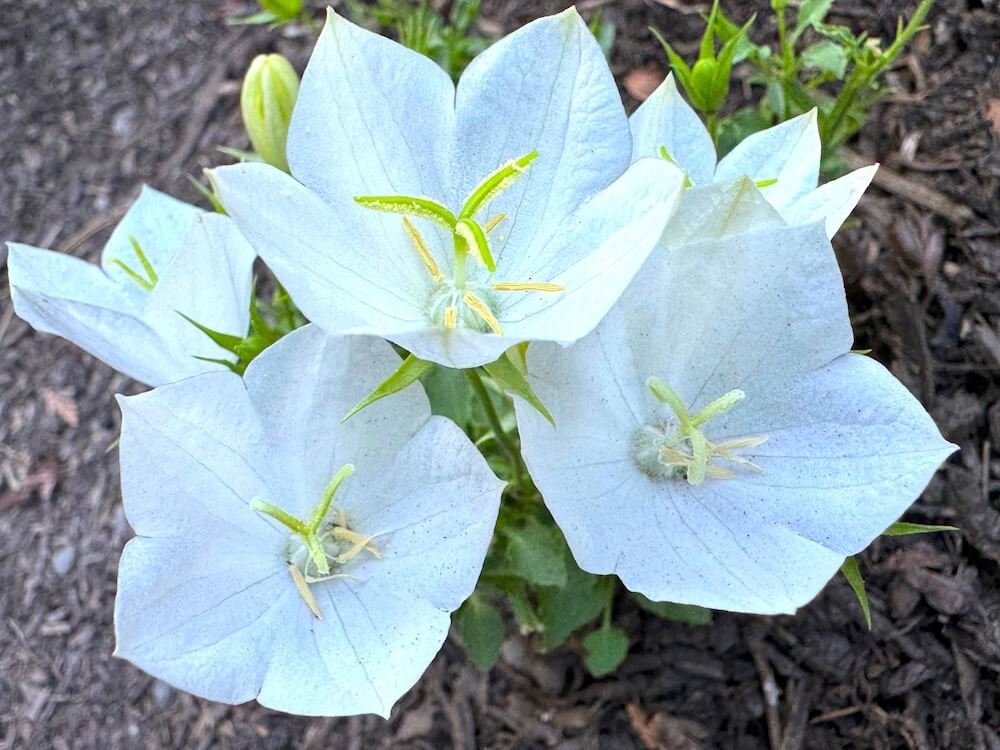 Campanula carpatica ‘White Clips’