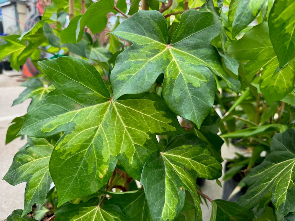 x Fatshedera lizei 'Auero Maculata'