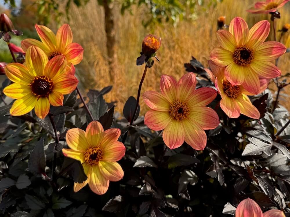 Dahlia 'Happy Single Flame'