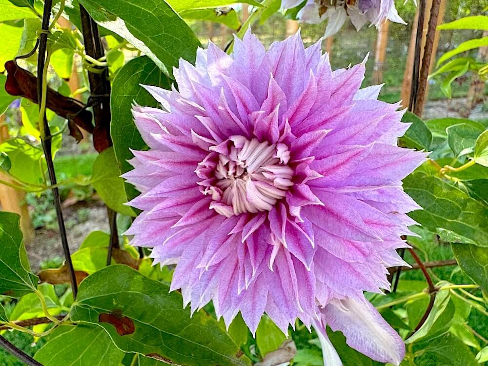 Clematis Josephine 'Evijohill'