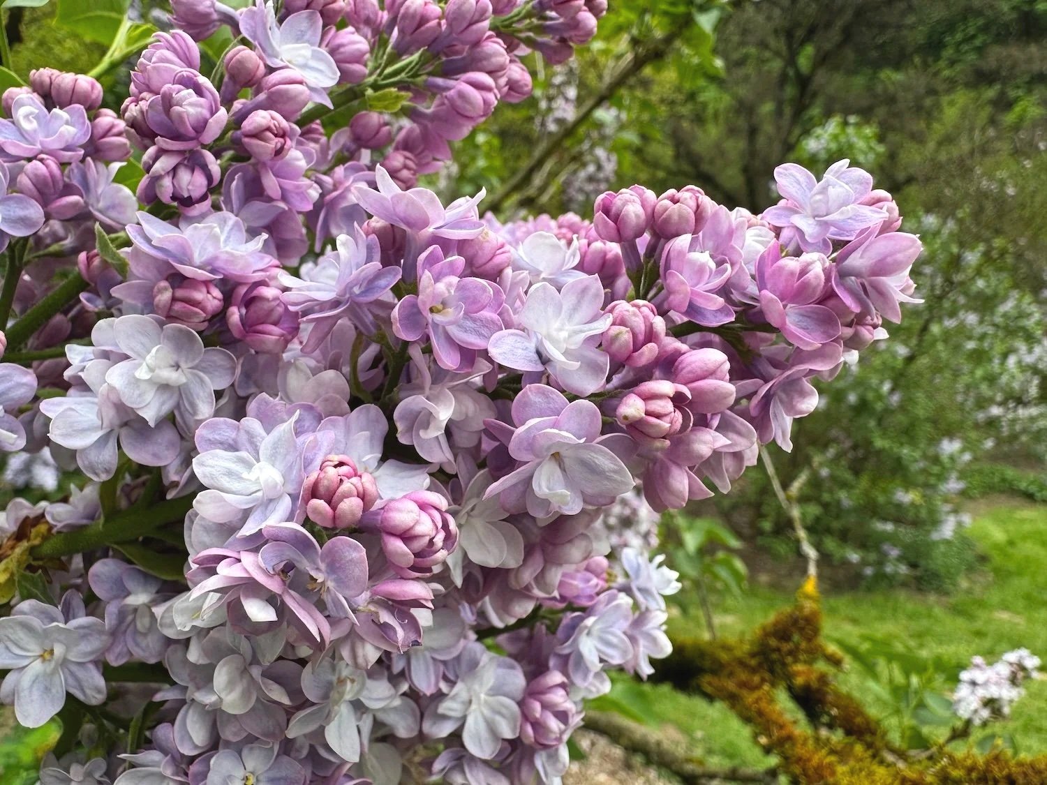 Best Shrubs for Pollinators