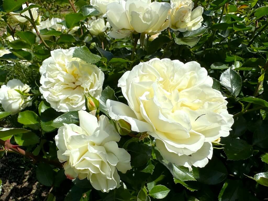 Rosa 'Meicoublan'