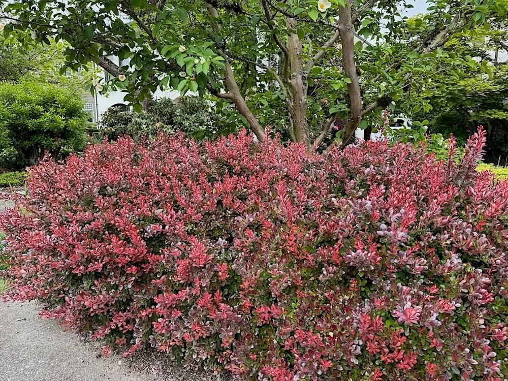 Berberis thunbergii 'Crimson Pygmy'