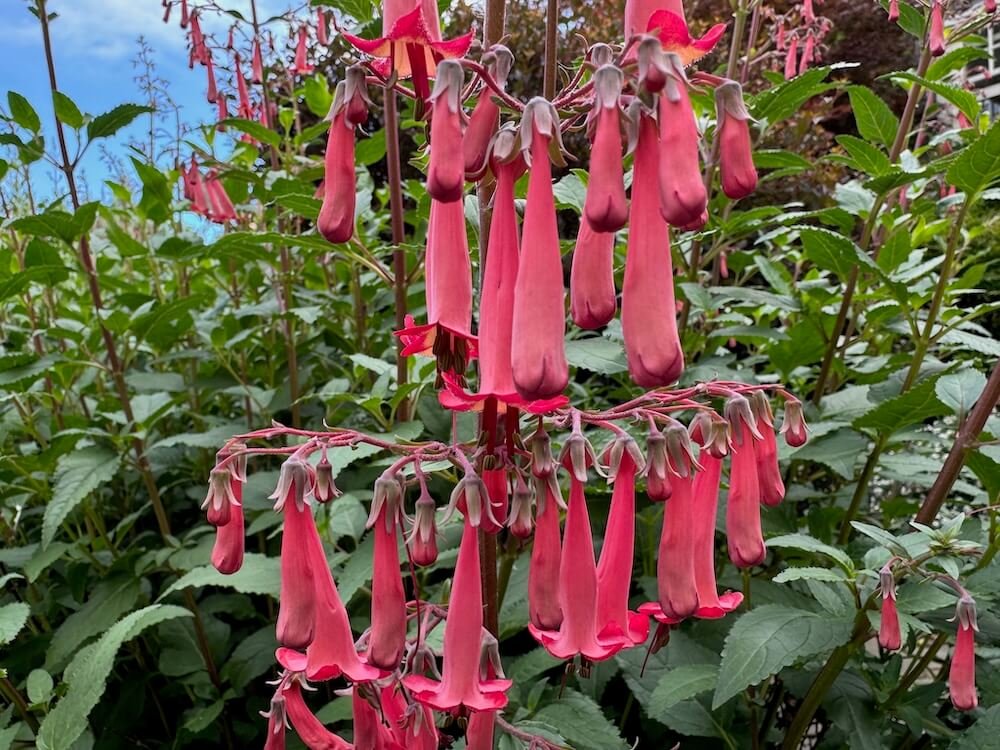 CAPE FUCHSIA (Phygelius)