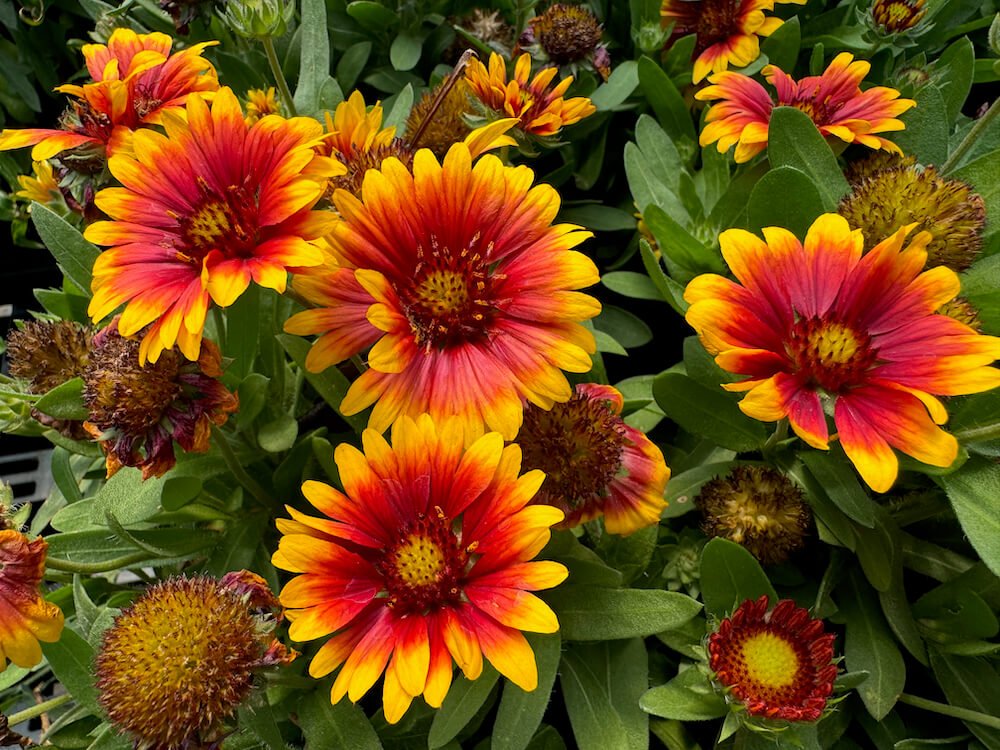 Gaillardia aristata SpinTop 'Copper Sun'