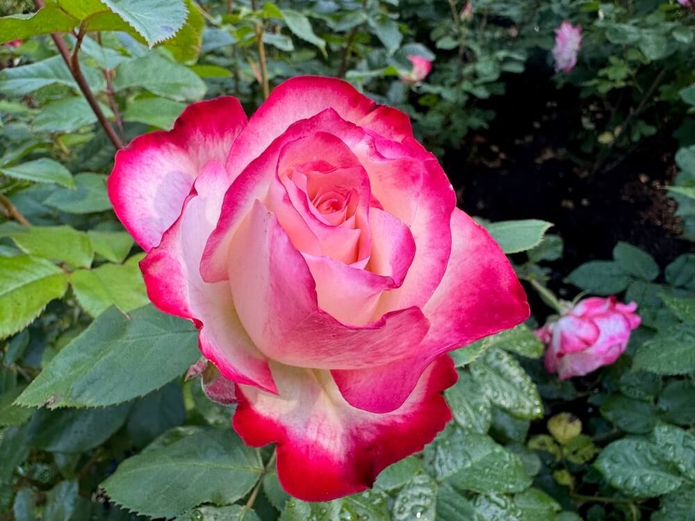 Rosa 'Cherry Parfait'