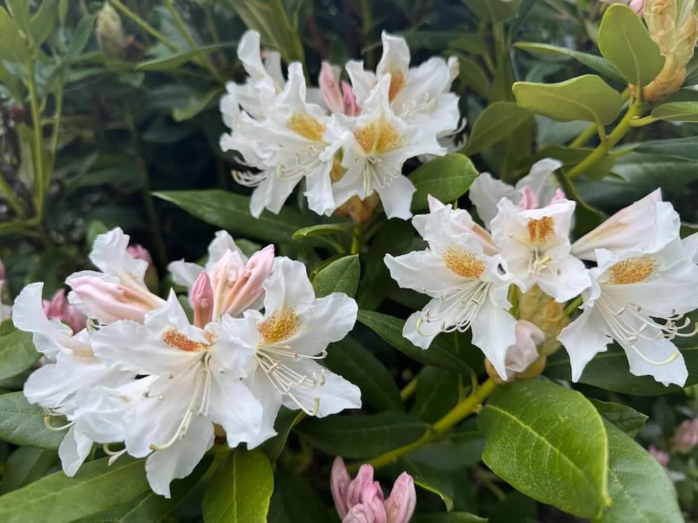 Rhododendron 'Cunningham's White'