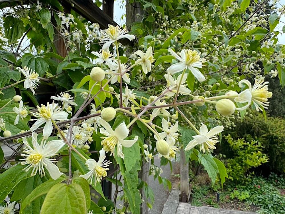 Clematis virginiana