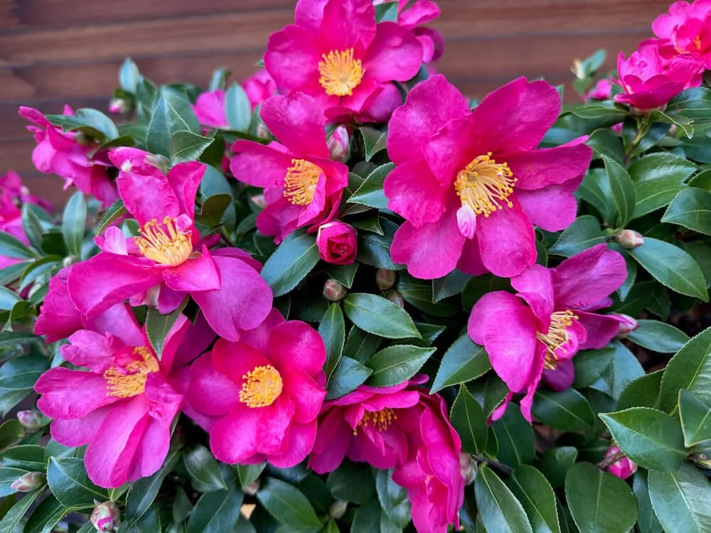 Camellia sasanqua 'Kanjiro'