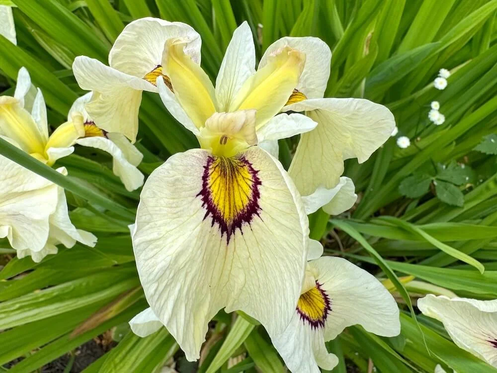Iris x pseudata 'Okagami'