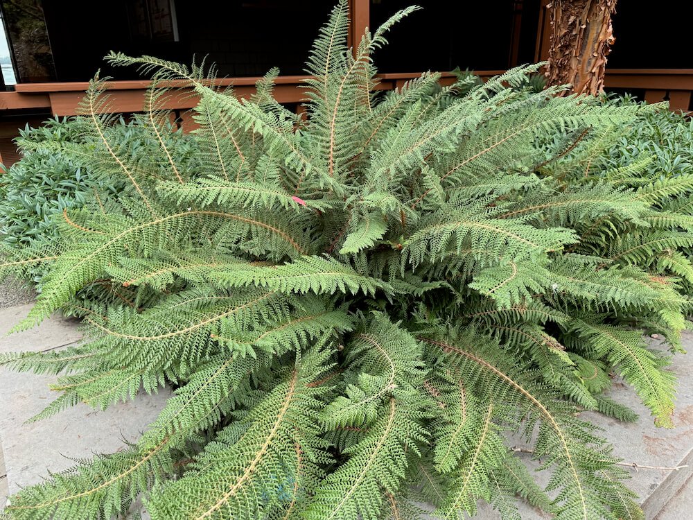 Polystichum setiferum