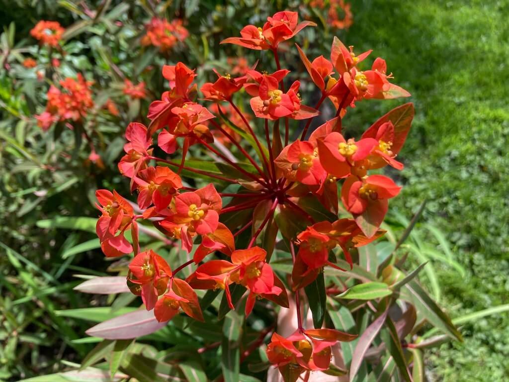 Euphorbia griffithii ‘Fireglow’