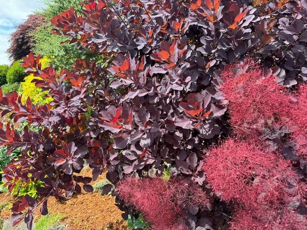 Cotinus coggygria 'Royal Purple'