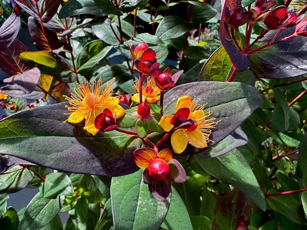Hypericum androsaemum 'Albury Purple'