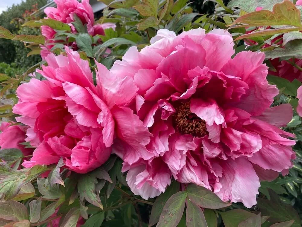 TREE PEONY (Paeonia)