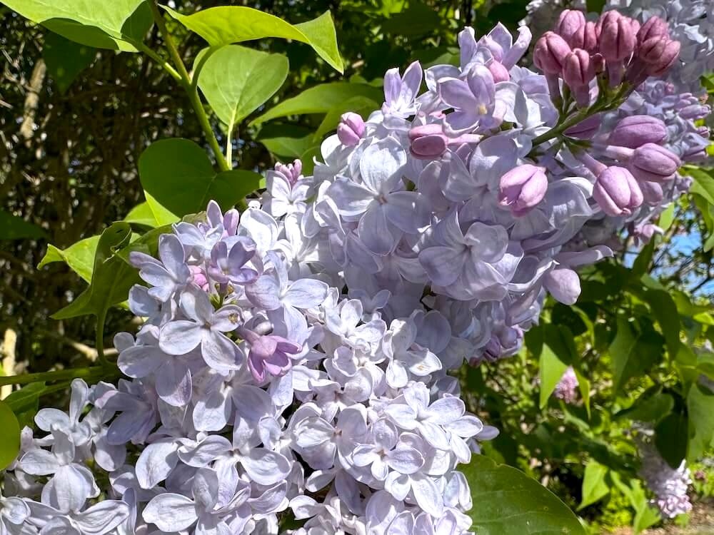 Syringa vulgaris 'Little Boy Blue'