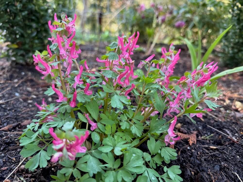 Corydalis solida subsp. solida 'Beth Evans'