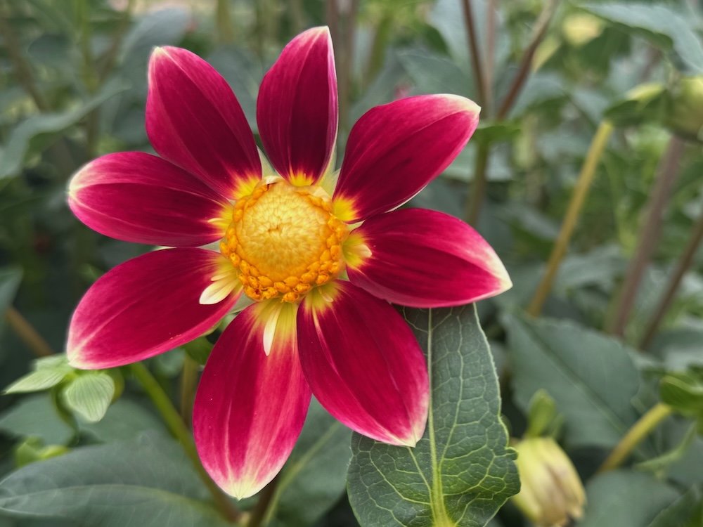 Flower World