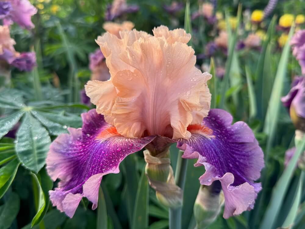 IRIS