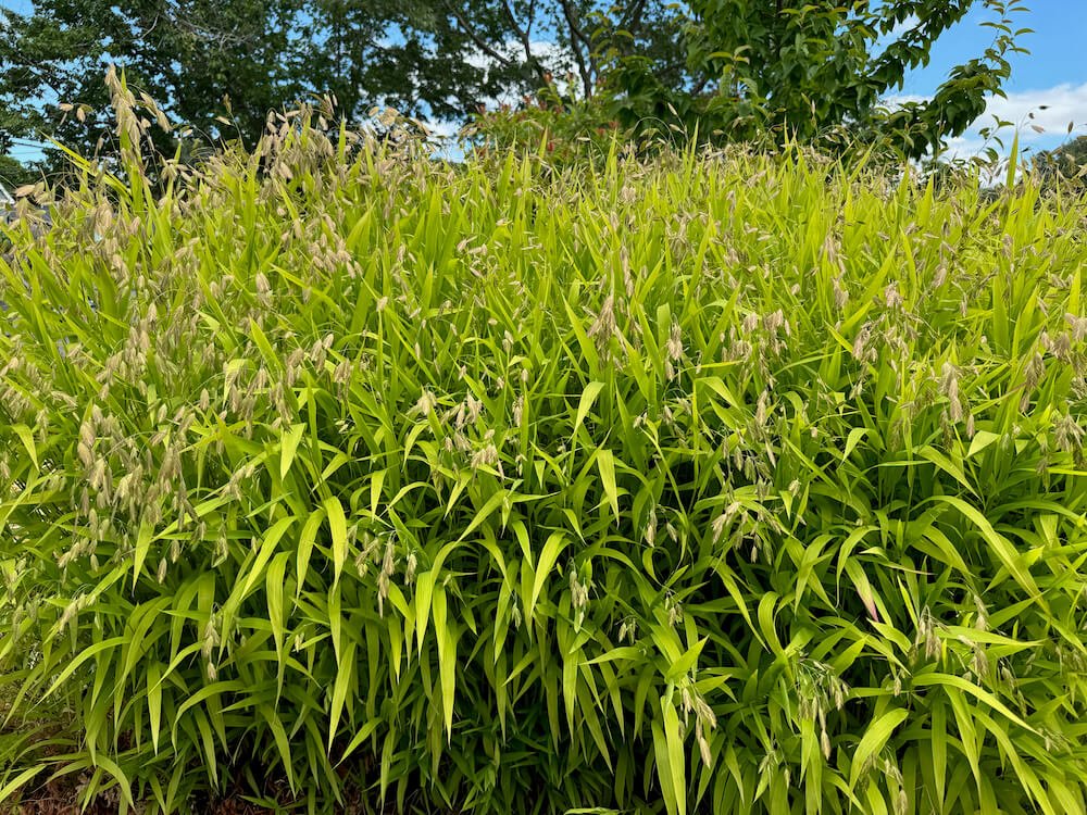 Chasmanthium latifolium