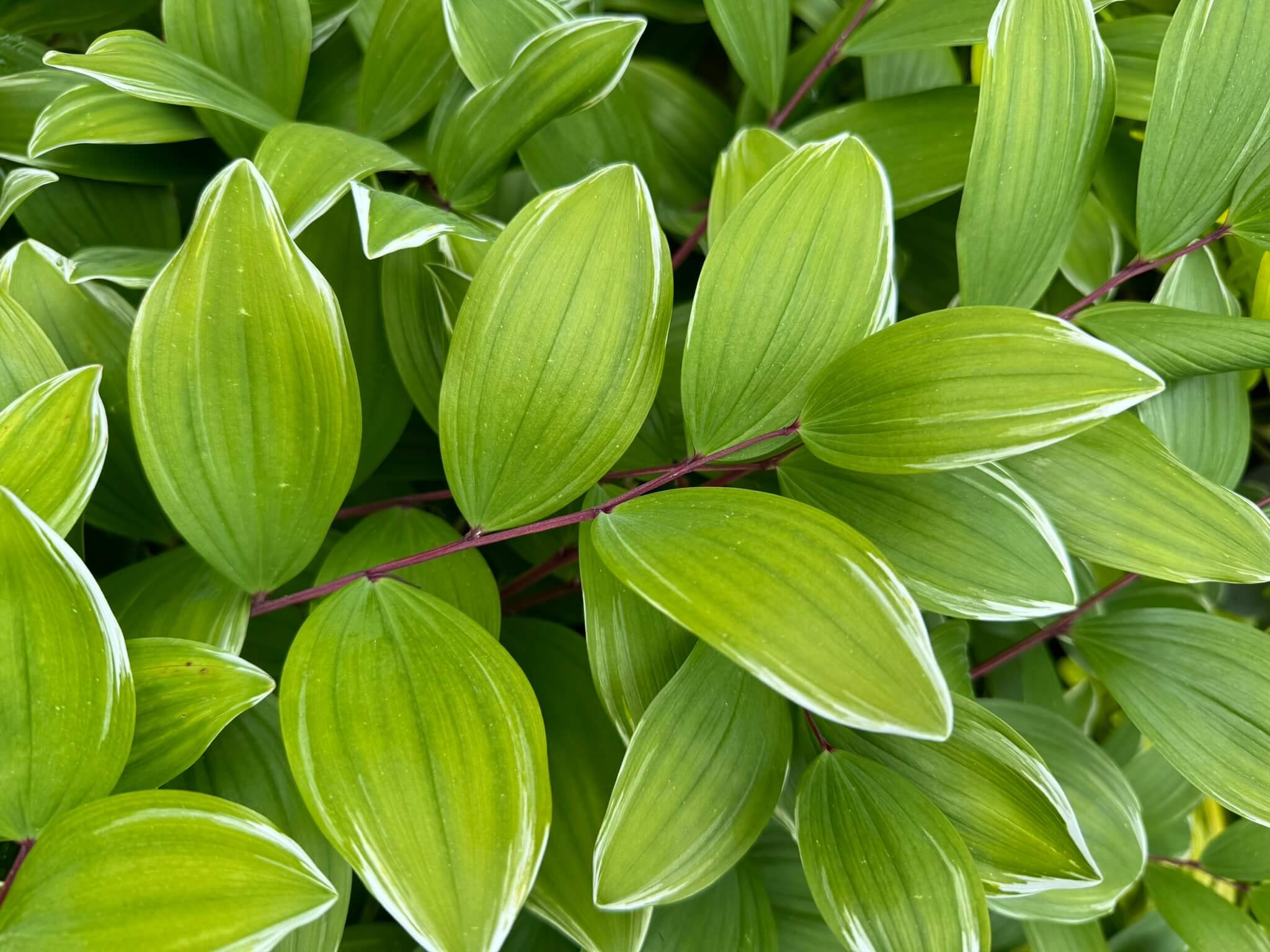 VARIEGATED SOLOMON’S SEAL (Polygonatum)
