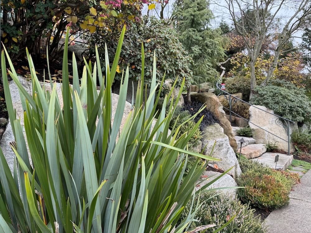 Phormium tenax