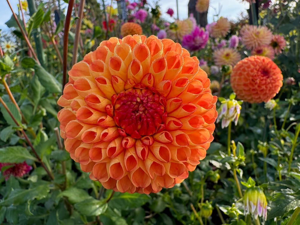 Dahlia 'Ms. Kennedy'