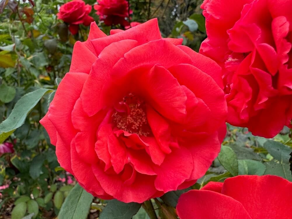 Rosa 'Fragrant Cloud'