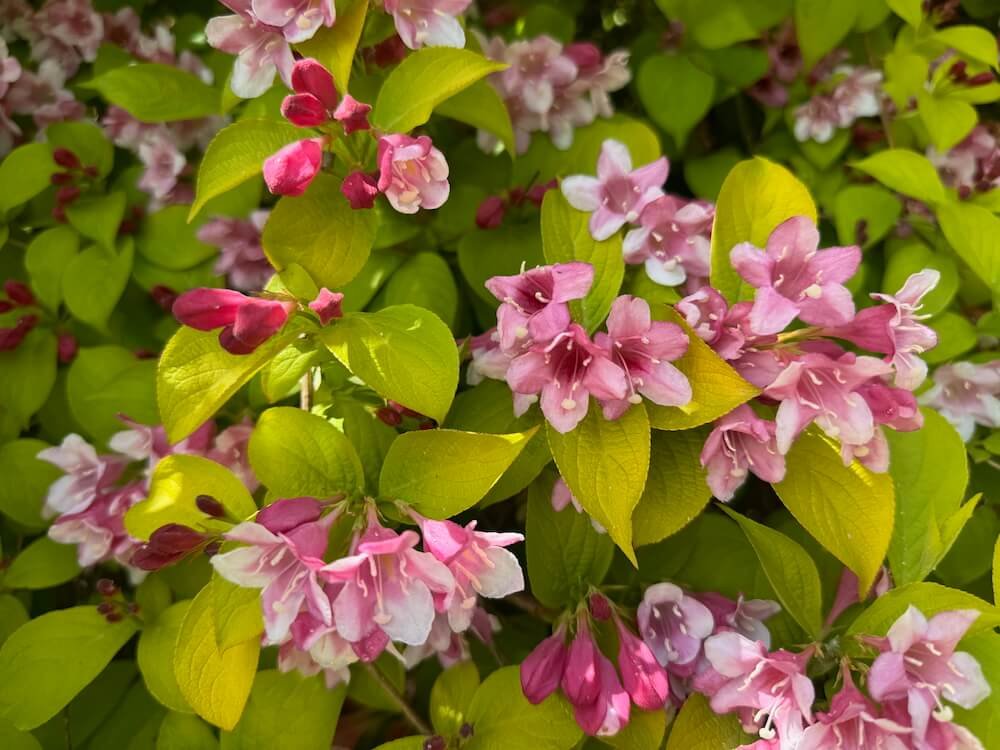 Best Shrubs for Hedging