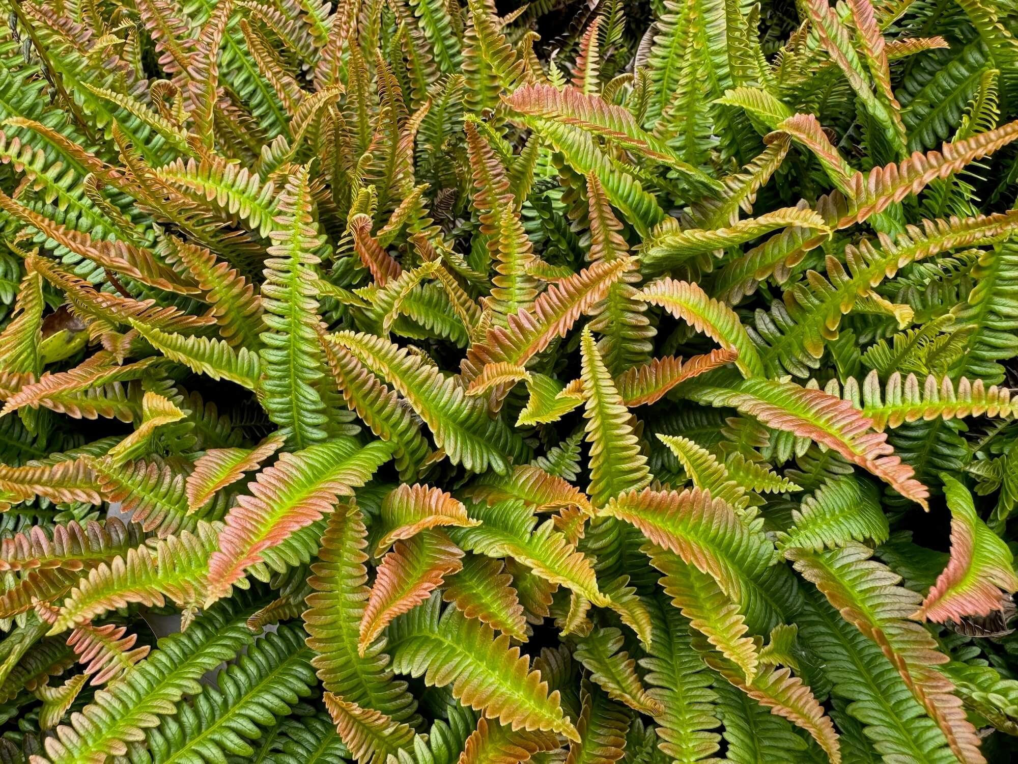 Ferns