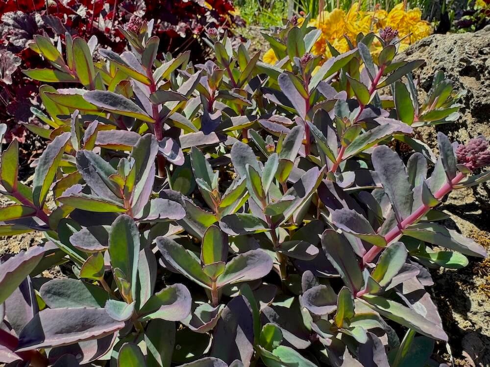 Sedum telephium 'Marina'