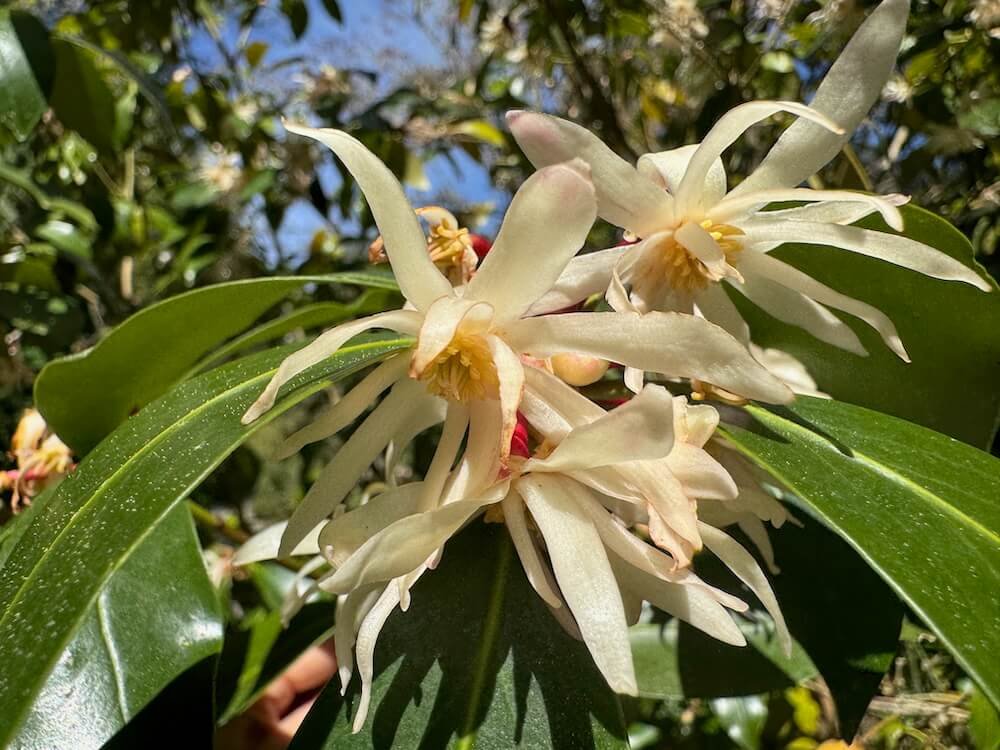 STAR ANISE (Illicium)