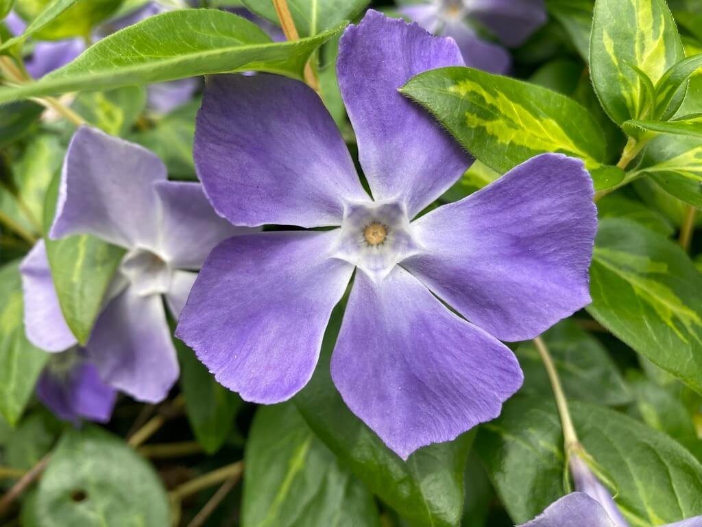 Groundcovers