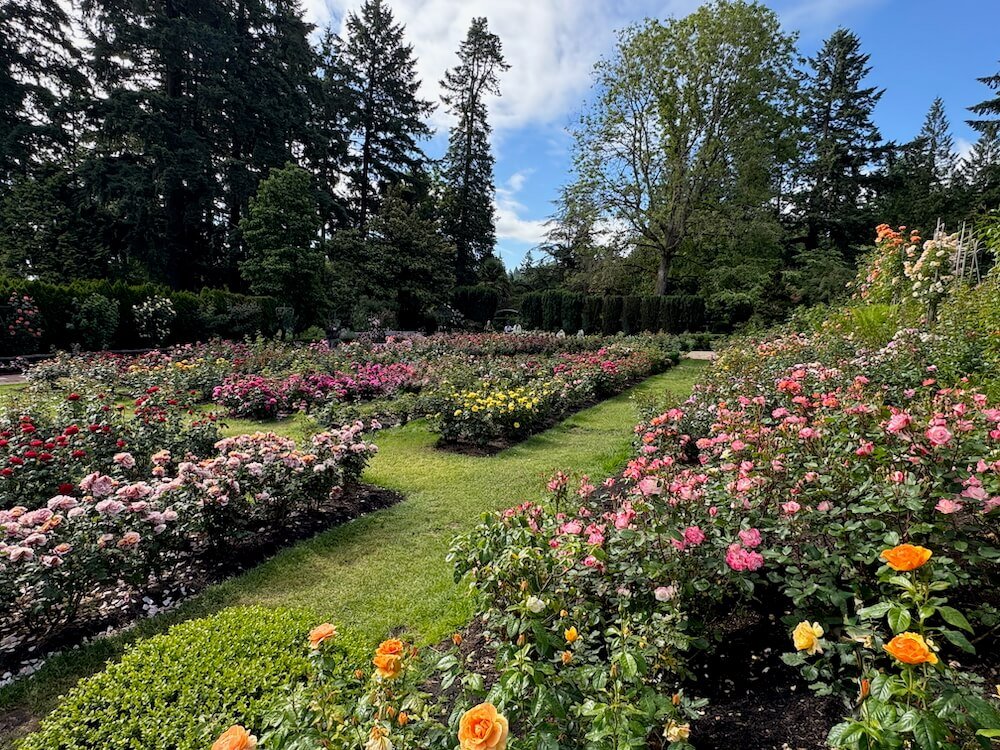 PORTLAND INTERNATIONAL ROSE TEST GARDEN
