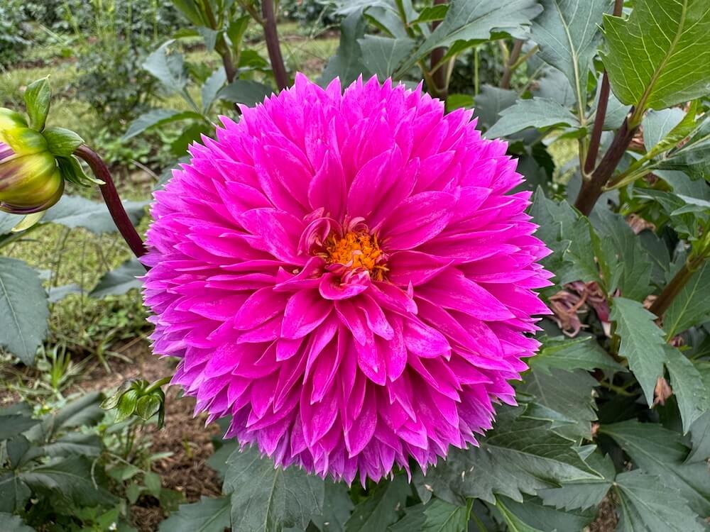 Dahlia 'Frizzy Lizzy'